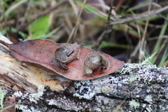 Stanisicarion freycineti