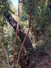Luma apiculata