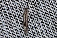 Leptosaces schistopa