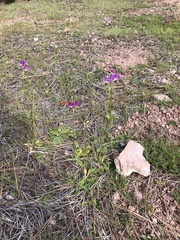 Primula clevelandii
