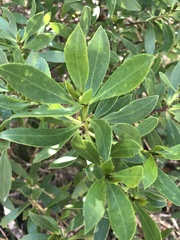 Myoporum insulare