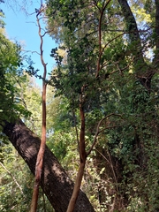 Luma apiculata