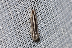 Leptosaces schistopa