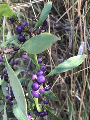 Myoporum insulare