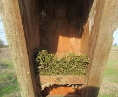 Poecile carolinensis