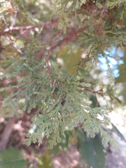 Austrocedrus chilensis