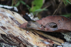 Stanisicarion freycineti