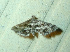 Diasemiopsis leodocusalis