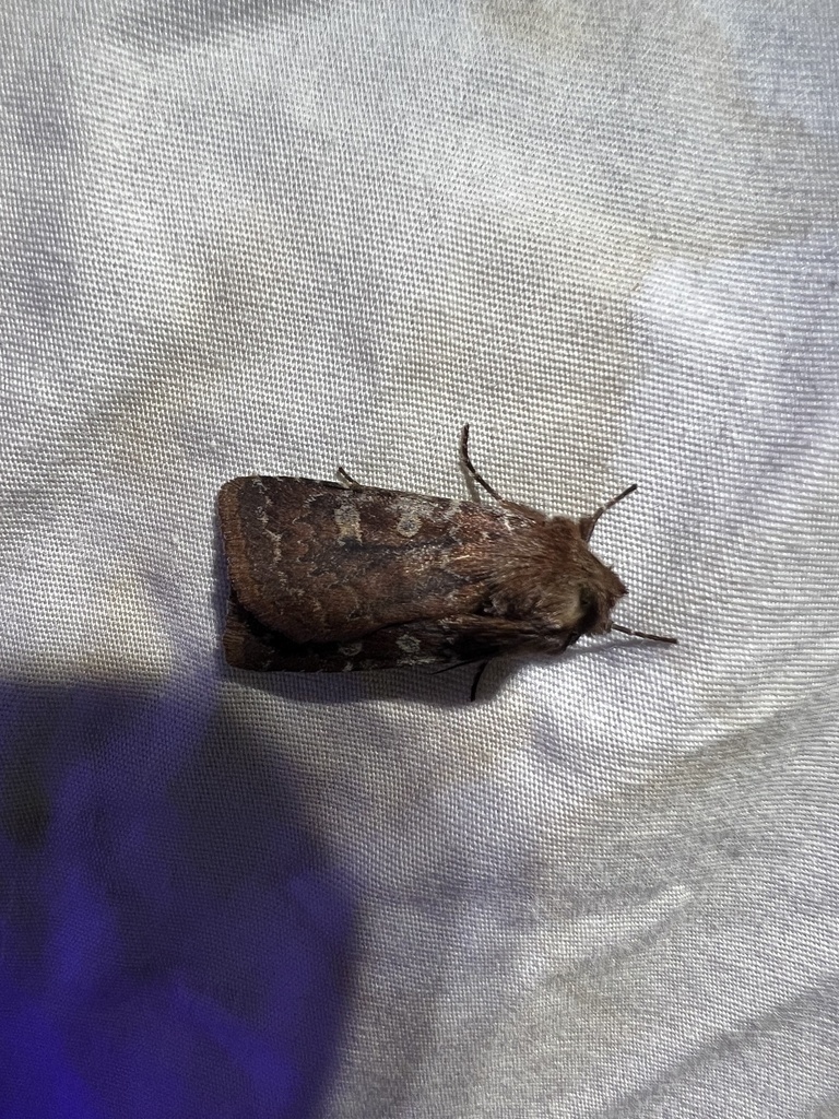 Reddish Speckled Dart
