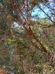 Austrocedrus chilensis