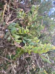 Melaleuca nesophila