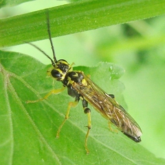 Tenthredo verticalis