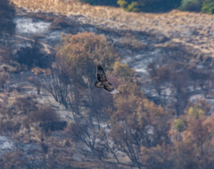 Geranoaetus melanoleucus australis