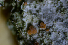 Bacidia rubella
