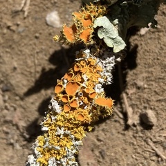 Teloschistes chrysophthalmus