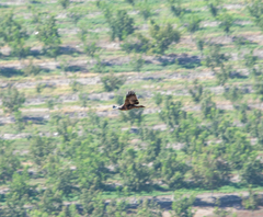 Geranoaetus melanoleucus australis