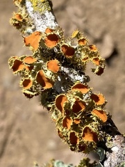 Teloschistes chrysophthalmus