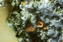 Bacidia rubella