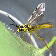 Tenthredo verticalis