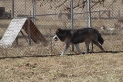 Canis lupus occidentalis
