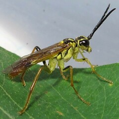 Tenthredo verticalis