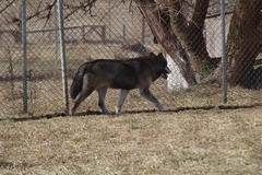 Canis lupus occidentalis