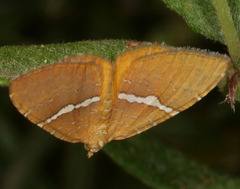 Chrysolarentia leucozona