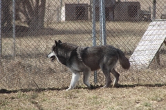 Canis lupus occidentalis