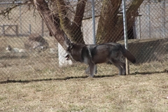 Canis lupus occidentalis