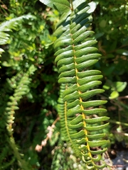 Blechnum hastatum
