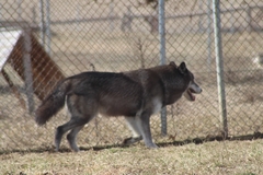 Canis lupus occidentalis