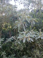 Solanum granulosoleprosum