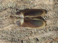 Siliqua patula