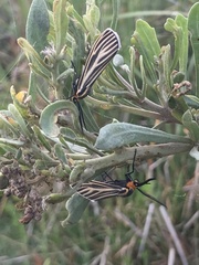 Ctenucha vittigera