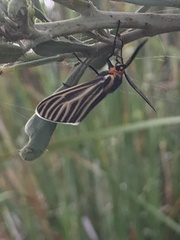 Ctenucha vittigera