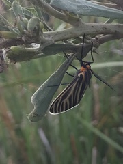 Ctenucha vittigera