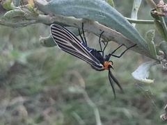 Ctenucha vittigera