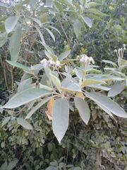 Solanum granulosoleprosum