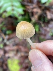 Coprinellus impatiens