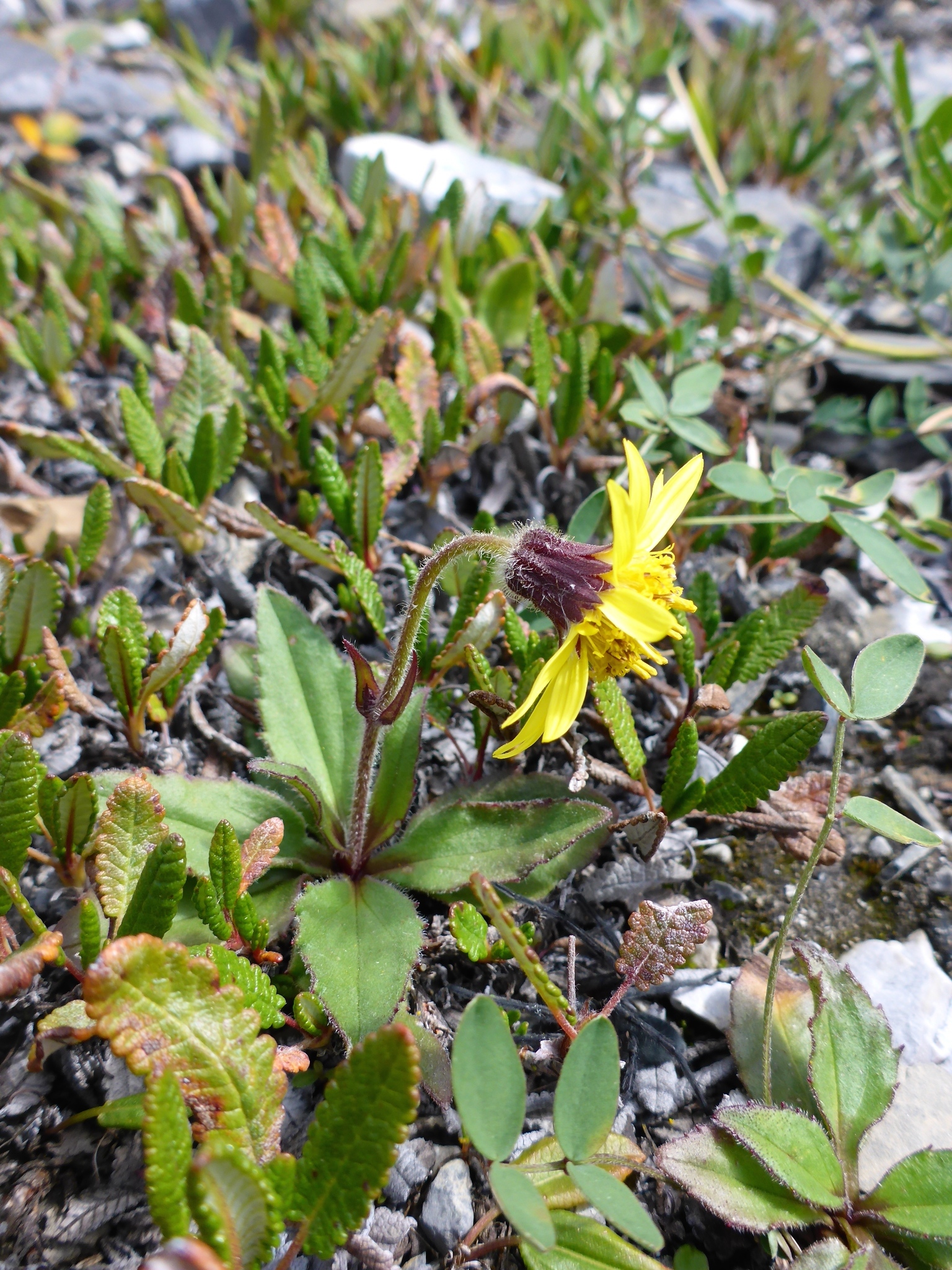 Arnica louiseana