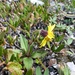 Lake Louise Arnica - Photo (c) je9h, some rights reserved (CC BY-NC), uploaded by je9h