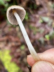 Coprinellus impatiens