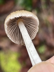 Coprinellus impatiens