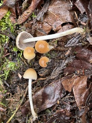 Coprinellus impatiens