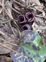 Hexastylis virginica