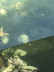 Patiriella regularis