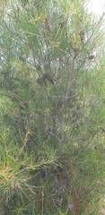 Hakea actites