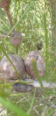Hakea actites