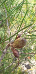 Hakea actites