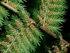 Leptopteris hymenophylloides